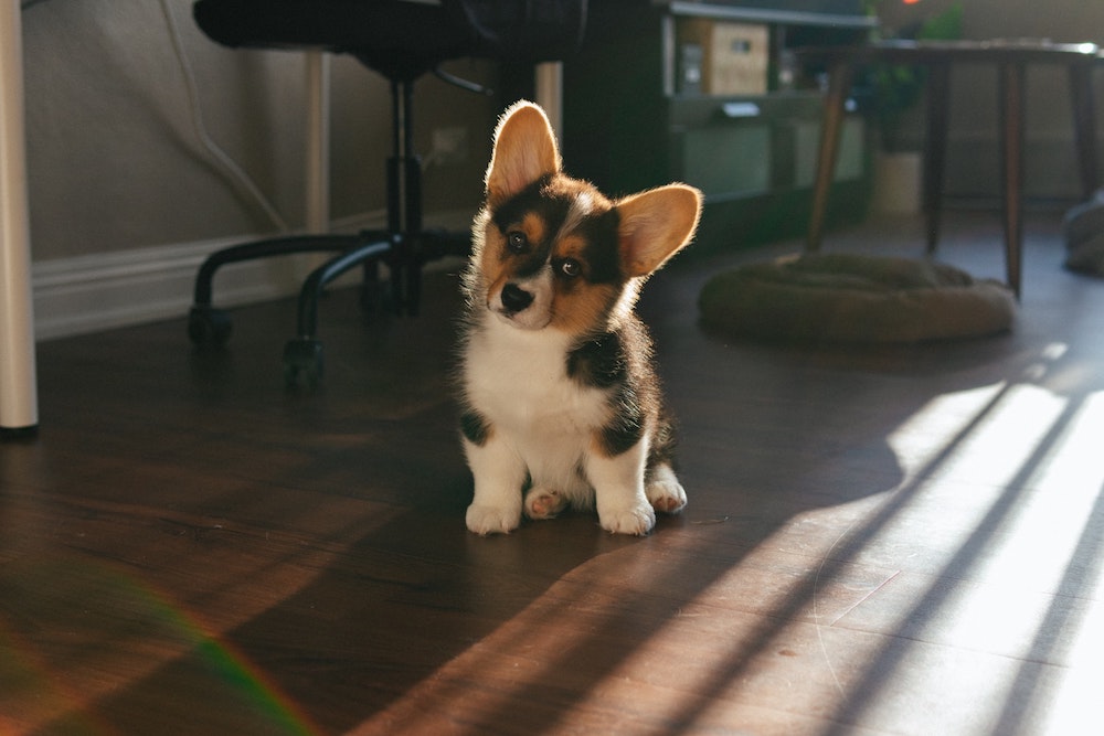 black, white & tan corgi puppy, working from home with a dog