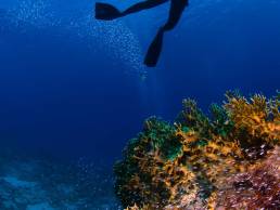 Turning passion into purpose - Diving
